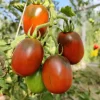 Tradera Trädgård & Växter<5 tomatfrön Black Plum tomat frö