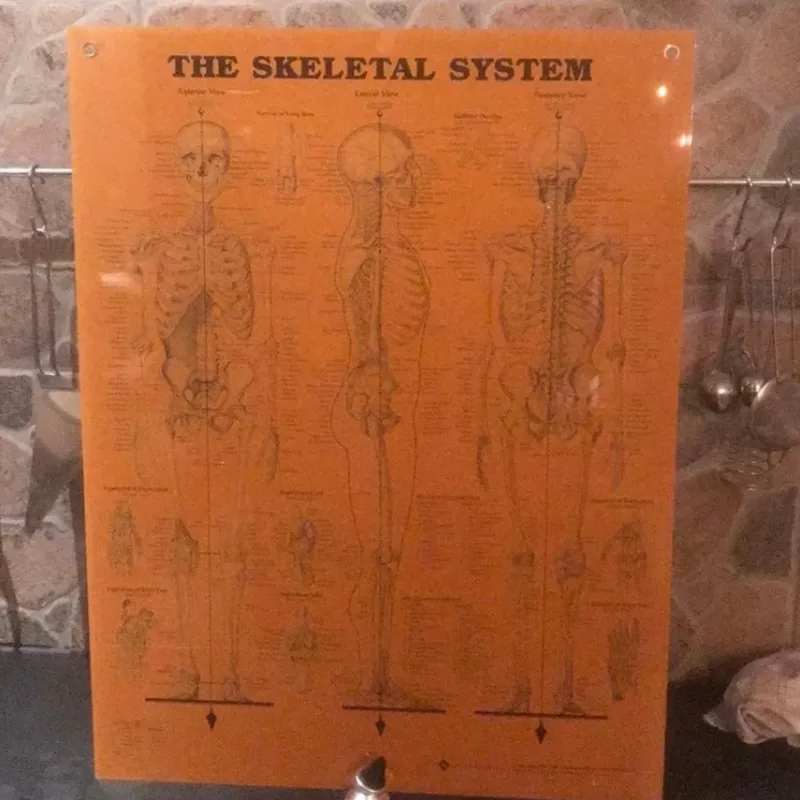 Tradera Anatomisk plansch - Skelettet> Övrig Antik & Design