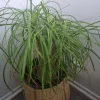 Tradera Växter & Frön<Beaucarnea recurvata (Elefantfot)