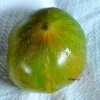 Tradera Växter & Frön<Berkley Tie-Dye Green bifftomat 5 frön