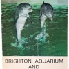 Tradera Övriga Samlarsaker<Brighton Aquarium and Dolphinarium programme/booklet-circa 1970s-Weight 38g