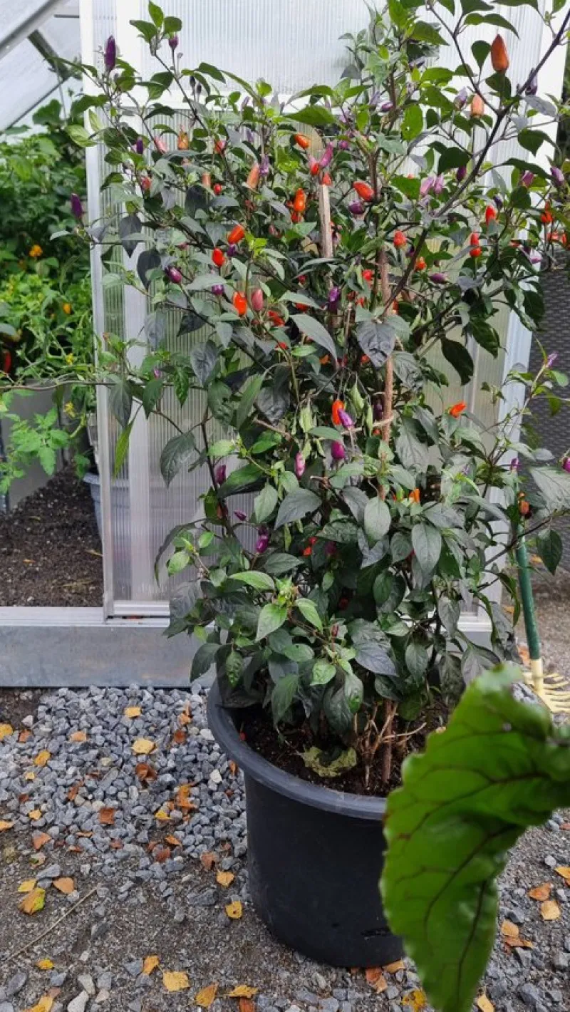 Tradera Växter & Frön<Chili Blue Christmas 10 frön