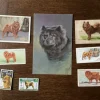 Tradera Allmänna Motiv<CHOW CHOW HUND VYKORT FINA ENGELSKA SAMLARBILDER SIDEN FRIMÄRKEN GAMMALT