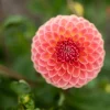 Tradera Växter & Frön<Dahlia Hillcrest Suffusion knöl