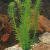 Tradera Husdjurstillbehör<Egeria Densa, Vattenpest, bunt (5 skott)