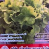 Tradera Växter & Frön<Eksallat / Ekbladssallat / Grön sallad från Thailand (20 frön)