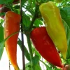 Tradera Växter & Frön<Ferenc Tender 20 frön paprika egenodlad ekologiskt i Västerbotten