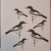 Tradera Flugsnapparnas vita fläckar - Forskningsnytt från djurens liv i svensk natur.> Naturalia
