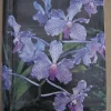 Tradera Fotoalbum - Blommor 29 x 24,5 cm^ Fotoalbum
