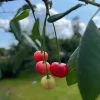 Tradera Växter & Frön<Frö: Surkörsbär ca 10 frö