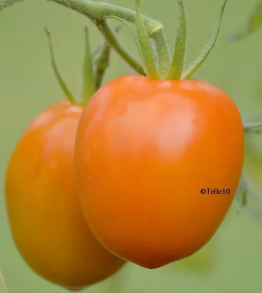 Tradera Växter & Frön<Grusha Oranzhevaya orange vacker tomat.