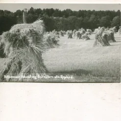 Tradera Svenska Landskap<Åkersberga Österåkers skn, Vetesnesar, obeg ca 1930, Bröderna Harling