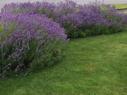Tradera Växter & Frön<Lavendel — minst 30 frön — Perenn!