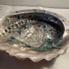 Tradera Mycket vacker naturlig Abalone snäcka, stor, ca 19x16,5 cm^ Smyckestillverkning