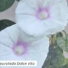 Tradera Växter & Frön<Purpurvinda Dolce vita - Klätterväxt 10 st