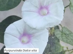 Tradera Växter & Frön<Purpurvinda Dolce vita - Klätterväxt 10 st