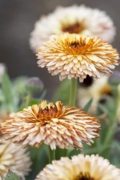 Tradera Växter & Frön<Ringblomma pygmy buff 10 fröer