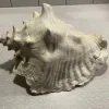 Tradera Snäcka Äldre Äkta 27x22 cm> Arkeologi