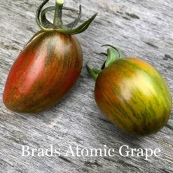 Tradera Växter & Frön<Tomat ’BRAD'S ATOMIC GRAPE’ / flerfärgad strimmig körsbärstomat / tomatfrö