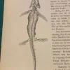 Tradera Träsnitt ”Ichthyosaurus platyodon” från 1875> Grafik, Kartor & Tryck