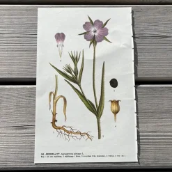 Tradera Två botaniska planscher> Planschverk & Illustrerade Böcker