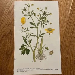 Tradera Två botaniska planscher med blommor> Planschverk & Illustrerade Böcker