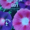Tradera Växter & Frön<Vinda Purpur Glory frön mix 10 st