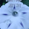 Tradera Växter & Frön<Vinda Purpur Milky Way 10 st