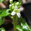 Tradera Övrigt Till Trädgård<Wasabi - Eutrema japonicum Rotad planta liknande dem på bild 2
